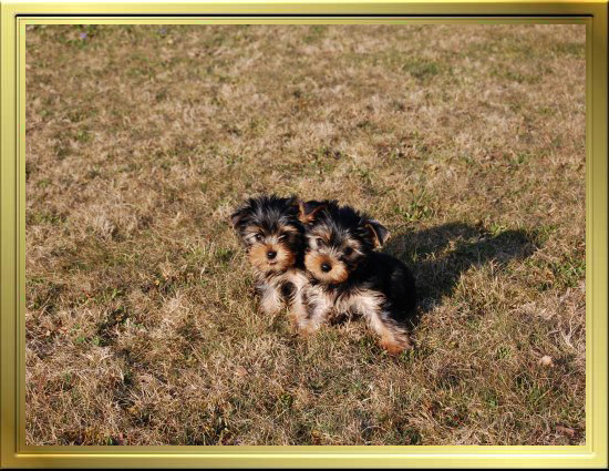 Chiot Yorkshire Terrier LOF à Vendre, Chiots Yorkshire disponibles à Adopter - Éleveur Yorkshires Du Manoir du Yorkchidée en Rhône-Alpes, proche Lyon, Grenoble, Valence