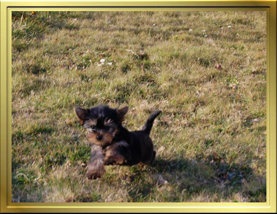 Chiot Yorkshire Terrier LOF à Vendre, Chiots Yorkshire disponibles à Adopter - Éleveur Yorkshires Du Manoir du Yorkchidée en Rhône-Alpes, proche Lyon, Grenoble, Valence