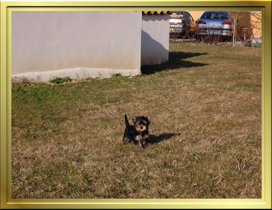 Chiot Yorkshire Terrier LOF à Vendre, Chiots Yorkshire disponibles à Adopter - Éleveur Yorkshires Du Manoir du Yorkchidée en Rhône-Alpes, proche Lyon, Grenoble, Valence