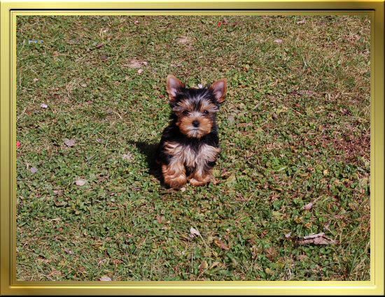 Chiot Yorkshire Terrier LOF à Vendre, Chiots Yorkshire à Adopter - Éleveur Yorkshires Du Manoir du Yorkchidée, proche Lyon, Grenoble, Valence
