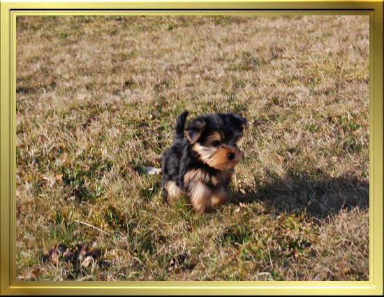 Chiot Yorkshire Terrier LOF à Vendre, Chiots Yorkshire disponibles à Adopter - Éleveur Yorkshires Du Manoir du Yorkchidée en Rhône-Alpes, proche Lyon, Grenoble, Valence