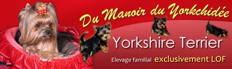 banner-dumanoirduyorkchidee