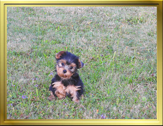 Chiot Yorkshire Terrier LOF à Vendre, Chiots Yorkshire disponibles à Adopter - Éleveur Yorkshires Du Manoir du Yorkchidée en Rhône-Alpes, proche Lyon, Grenoble, Valence