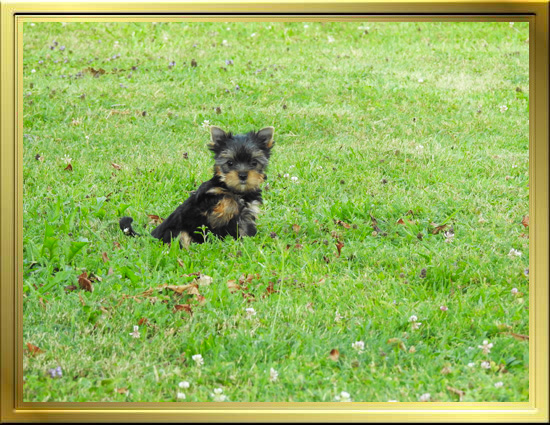 Chiot Yorkshire Terrier LOF à Vendre, Chiots Yorkshire disponibles à Adopter - Éleveur Yorkshires Du Manoir du Yorkchidée en Rhône-Alpes, proche Lyon, Grenoble, Valence