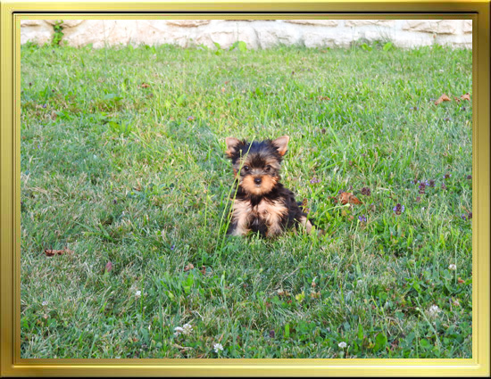 Chiot Yorkshire Terrier LOF à Vendre, Chiots Yorkshire disponibles à Adopter - Éleveur Yorkshires Du Manoir du Yorkchidée en Rhône-Alpes, proche Lyon, Grenoble, Valence