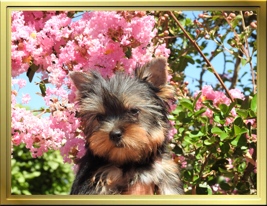 Élevage Yorkshire Terrier, éleveur Yorkshire Terrier