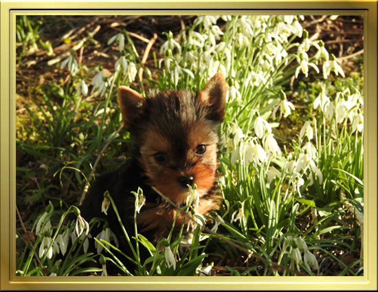 chiots Yorkshire terrier
