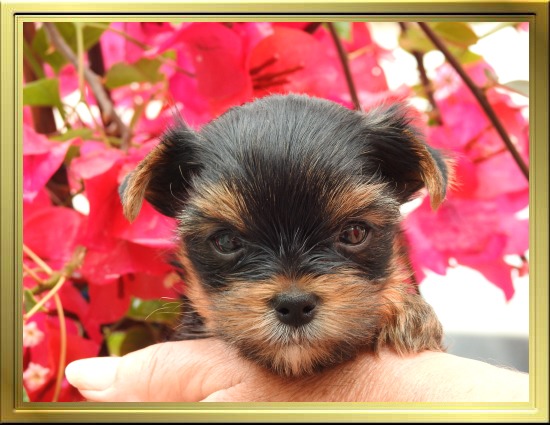 Chiot Yorkshire Terrier LOF à Vendre, Chiots Yorkshire disponibles à Adopter - Éleveur Yorkshires Du Manoir du Yorkchidée en Rhône-Alpes, proche Lyon, Grenoble, Valence