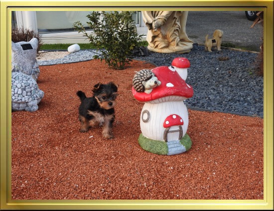 Chiot Yorkshire Terrier LOF à Vendre, Chiots Yorkshire disponibles à Adopter - Éleveur Yorkshires Du Manoir du Yorkchidée en Rhône-Alpes, proche Lyon, Grenoble, Valence