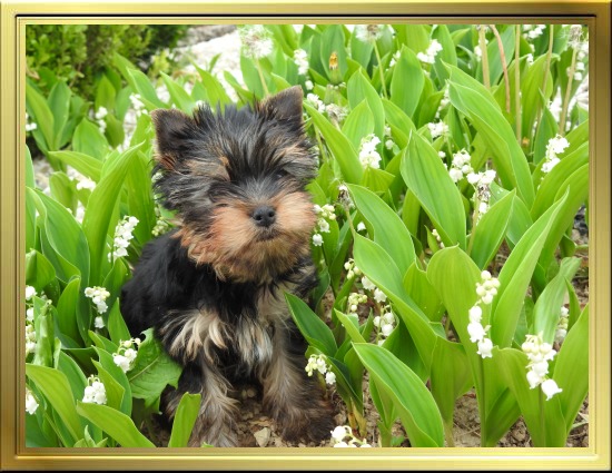 Chiot Yorkshire Terrier LOF à Vendre, Chiots Yorkshire disponibles à Adopter - Éleveur Yorkshires Du Manoir du Yorkchidée en Rhône-Alpes, proche Lyon, Grenoble, Valence