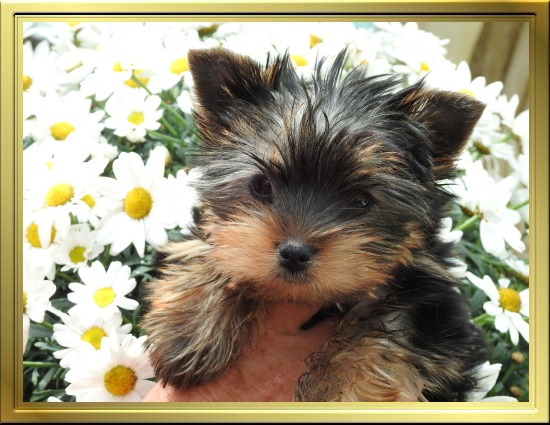 Chiot Yorkshire Terrier LOF à Vendre, Chiots Yorkshire disponibles à Adopter - Éleveur Yorkshires Du Manoir du Yorkchidée en Rhône-Alpes, proche Lyon, Grenoble, Valence