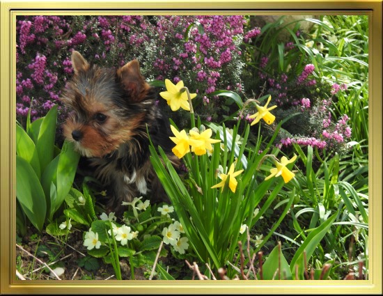 Chiot Yorkshire Terrier LOF à Vendre, Chiots Yorkshire disponibles à Adopter - Éleveur Yorkshires Du Manoir du Yorkchidée en Rhône-Alpes, proche Lyon, Grenoble, Valence