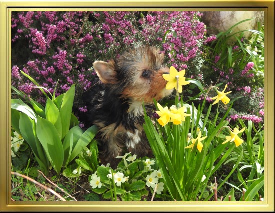 Chiot Yorkshire Terrier LOF à Vendre, Chiots Yorkshire disponibles à Adopter - Éleveur Yorkshires Du Manoir du Yorkchidée en Rhône-Alpes, proche Lyon, Grenoble, Valence