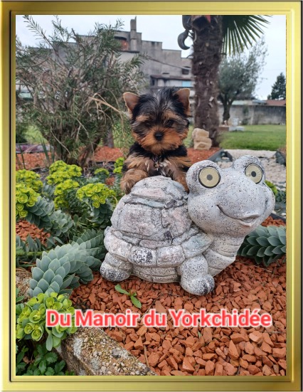 Chiot Yorkshire Terrier LOF à Vendre, Chiots Yorkshire disponibles à Adopter - Éleveur Yorkshires Du Manoir du Yorkchidée en Rhône-Alpes, proche Lyon, Grenoble, Valence