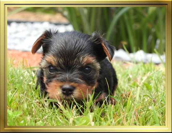 Chiot Yorkshire Terrier LOF à Vendre, Chiots Yorkshire disponibles à Adopter - Éleveur Yorkshires Du Manoir du Yorkchidée en Rhône-Alpes, proche Lyon, Grenoble, Valence